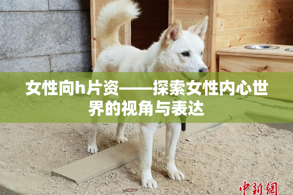 女性向h片资——探索女性内心世界的视角与表达