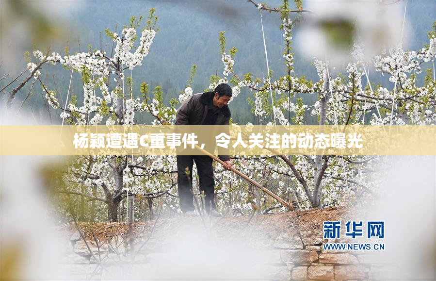 杨颖遭遇C重事件，令人关注的动态曝光