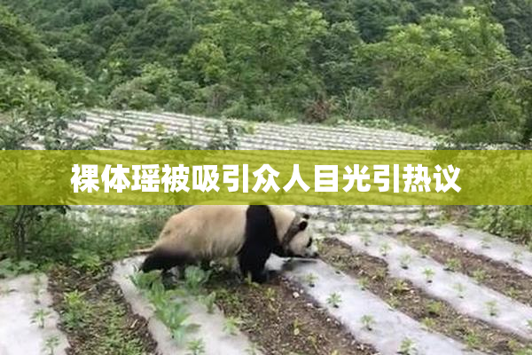 裸体瑶被吸引众人目光引热议