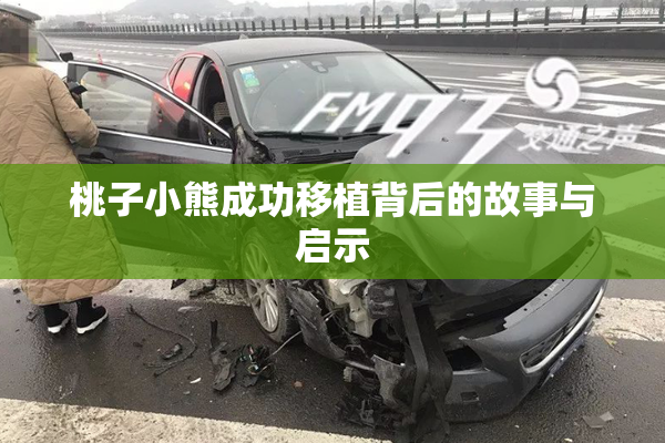 桃子小熊成功移植背后的故事与启示