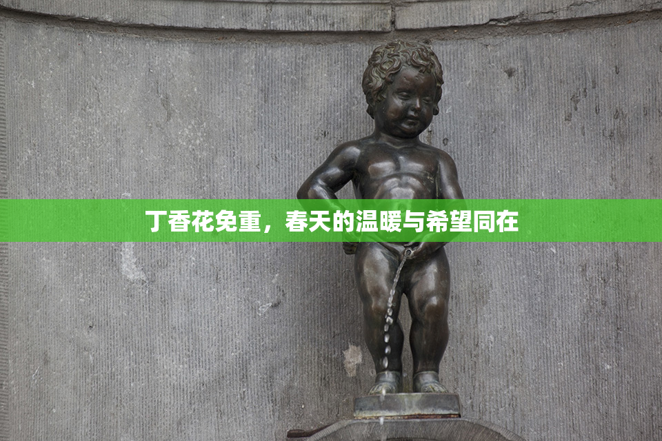 丁香花免重，春天的温暖与希望同在