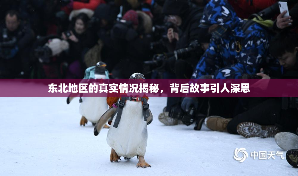 东北地区的真实情况揭秘，背后故事引人深思