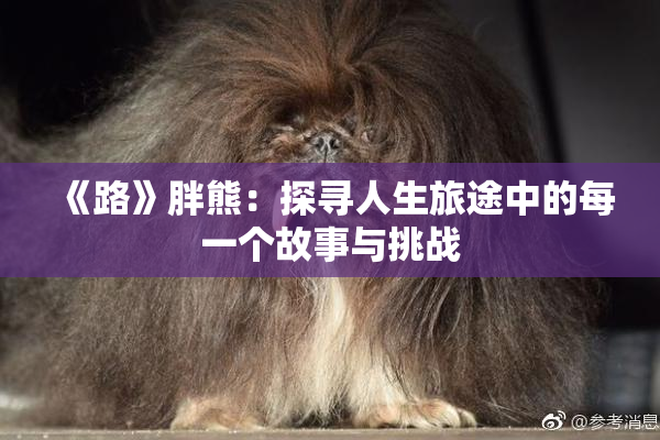 《路》胖熊：探寻人生旅途中的每一个故事与挑战