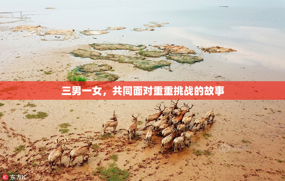 三男一女，共同面对重重挑战的故事