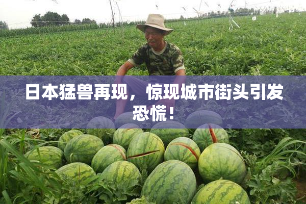 日本猛兽再现，惊现城市街头引发恐慌！