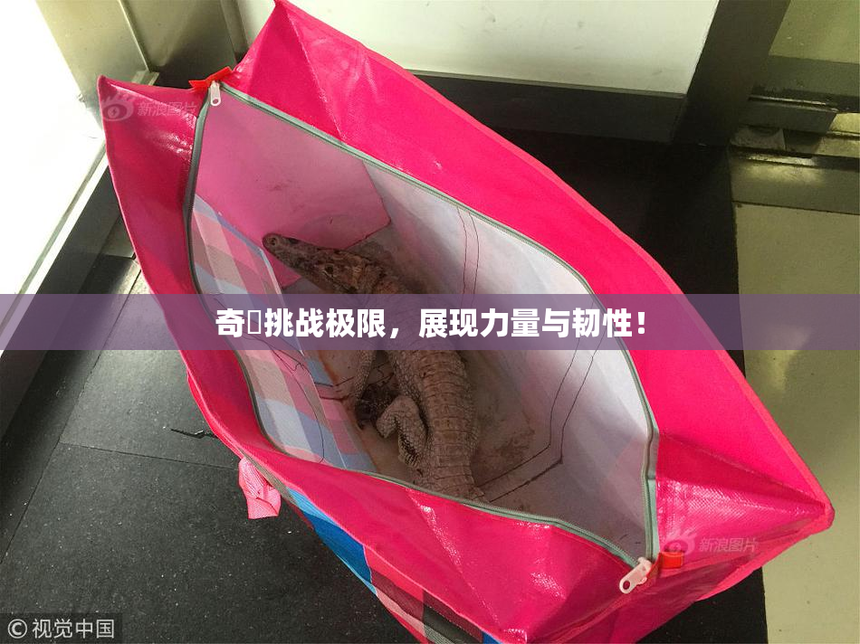 奇犽挑战极限，展现力量与韧性！
