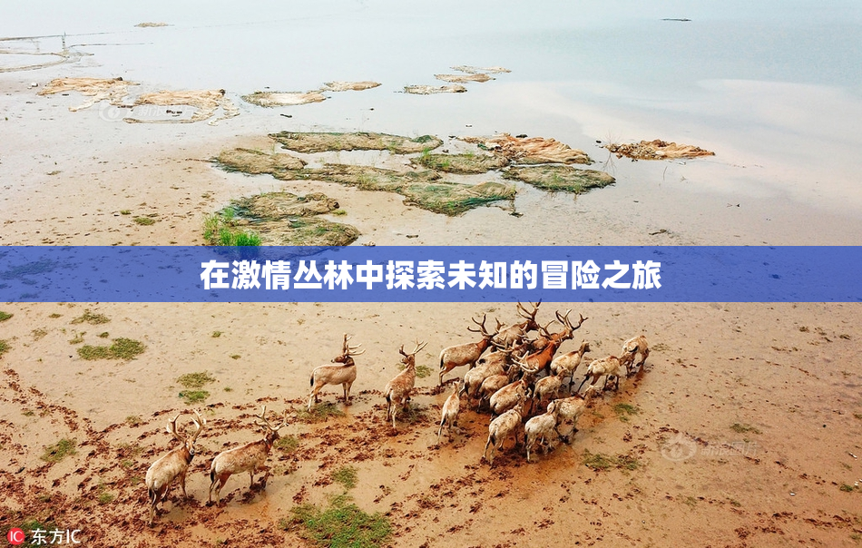 在激情丛林中探索未知的冒险之旅