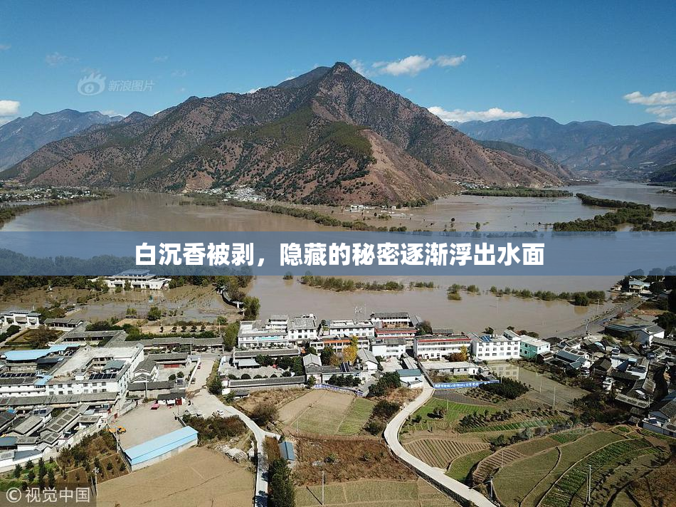 白沉香被剥，隐藏的秘密逐渐浮出水面