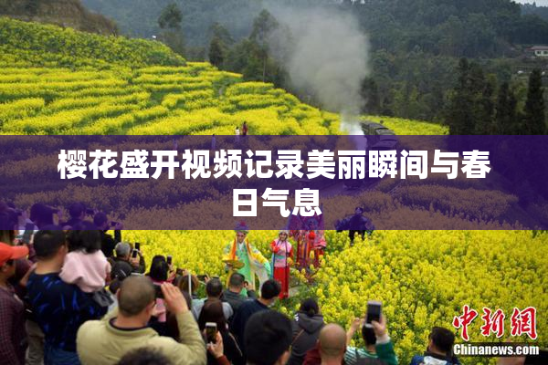 樱花盛开视频记录美丽瞬间与春日气息