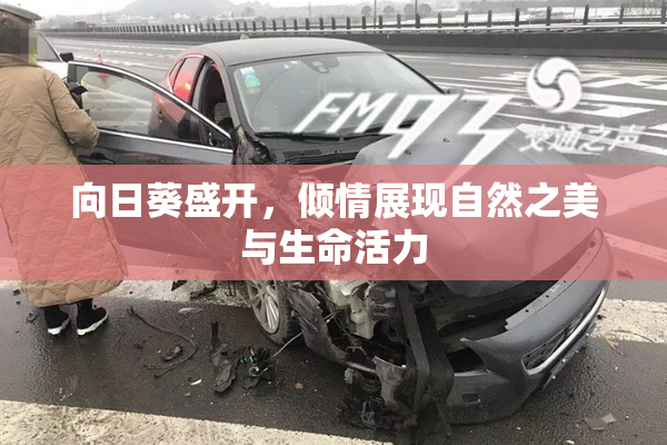 向日葵盛开，倾情展现自然之美与生命活力