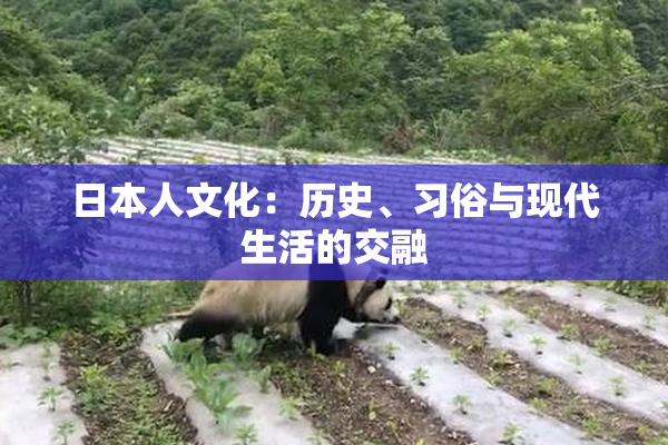 日本人文化：历史、习俗与现代生活的交融