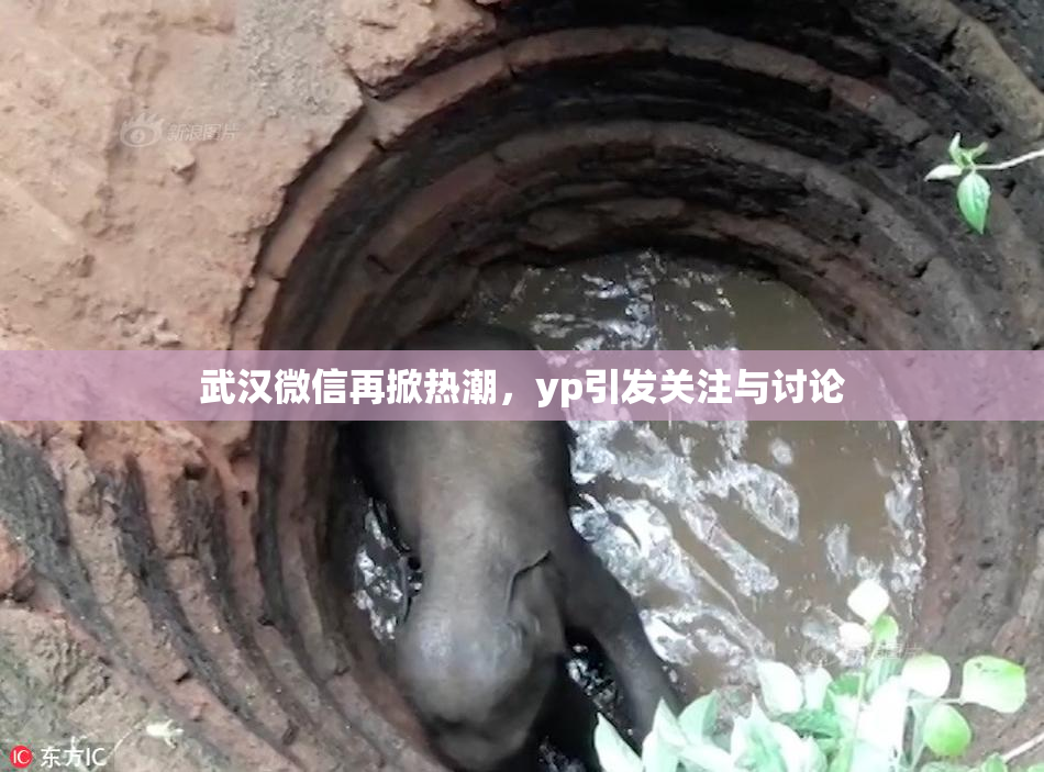 武汉微信再掀热潮，yp引发关注与讨论