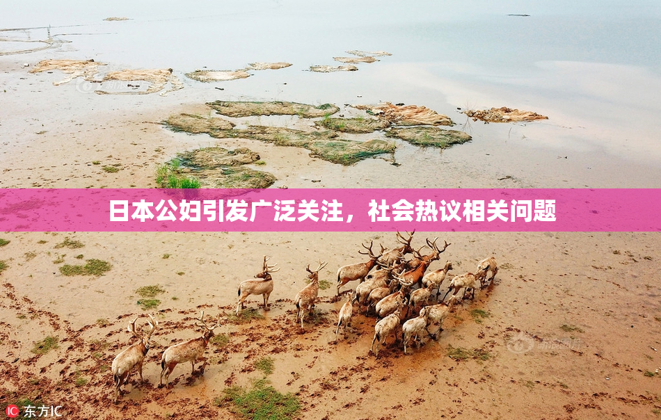 日本公妇引发广泛关注，社会热议相关问题
