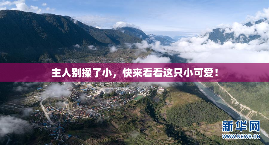 主人别揉了小，快来看看这只小可爱！