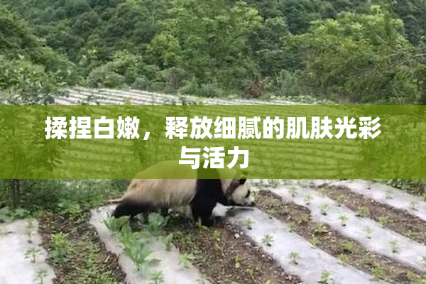 揉捏白嫩，释放细腻的肌肤光彩与活力