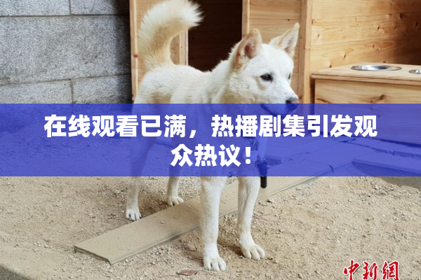 在线观看已满，热播剧集引发观众热议！