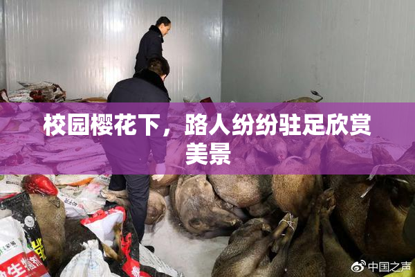 校园樱花下，路人纷纷驻足欣赏美景