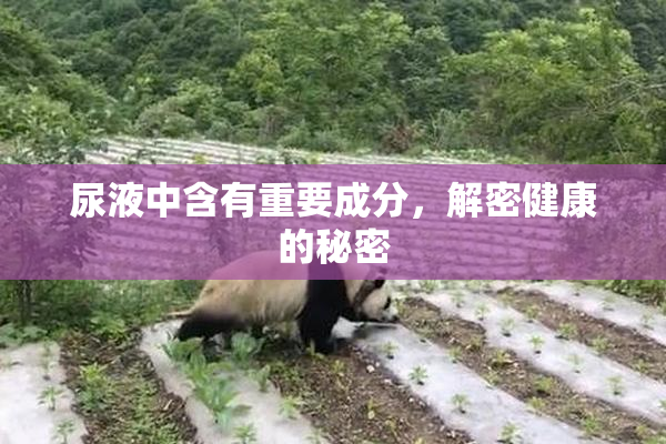 尿液中含有重要成分，解密健康的秘密