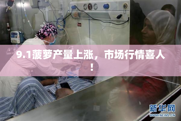 9.1菠萝产量上涨，市场行情喜人！