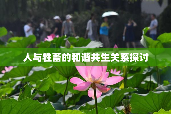 人与牲畜的和谐共生关系探讨