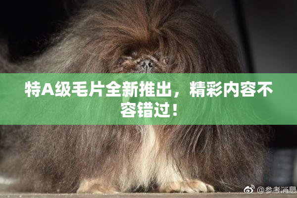 特A级毛片全新推出，精彩内容不容错过！