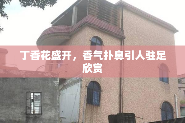 丁香花盛开，香气扑鼻引人驻足欣赏