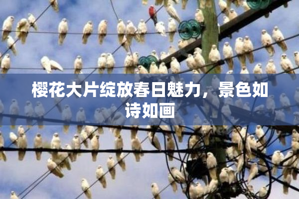 樱花大片绽放春日魅力，景色如诗如画