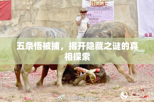 五条悟被捕，揭开隐藏之谜的真相探索