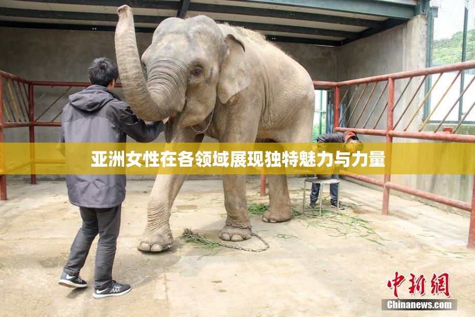 亚洲女性在各领域展现独特魅力与力量