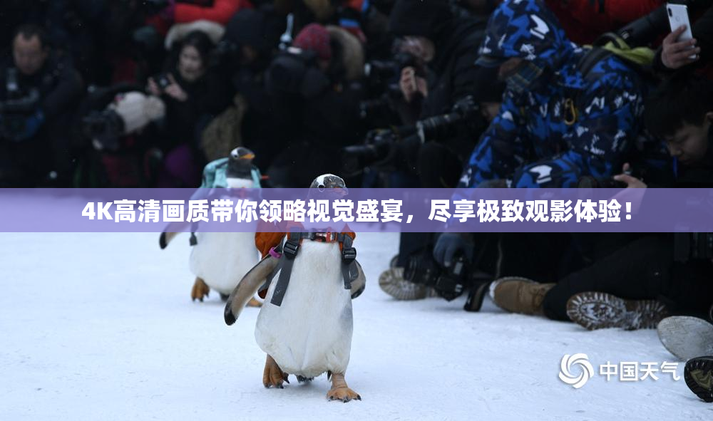4K高清画质带你领略视觉盛宴，尽享极致观影体验！