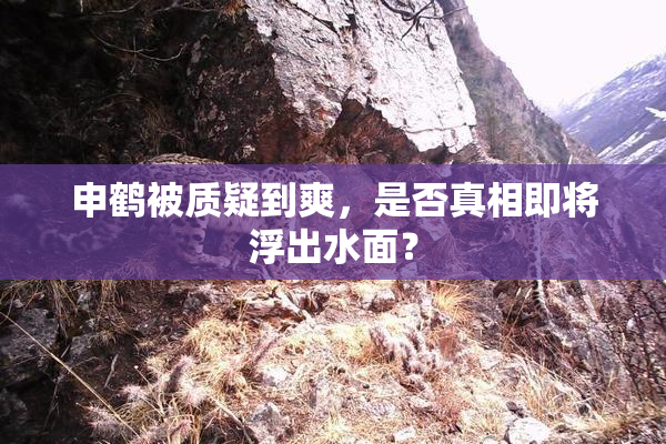 申鹤被质疑到爽，是否真相即将浮出水面？