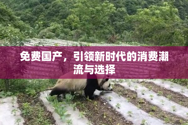 免费国产，引领新时代的消费潮流与选择
