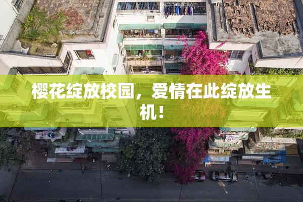 樱花绽放校园，爱情在此绽放生机！