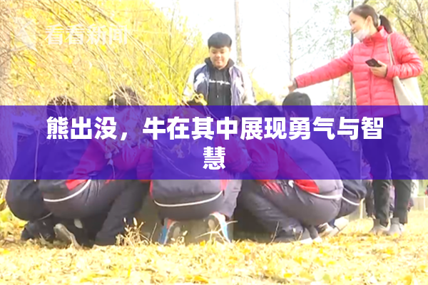 熊出没，牛在其中展现勇气与智慧