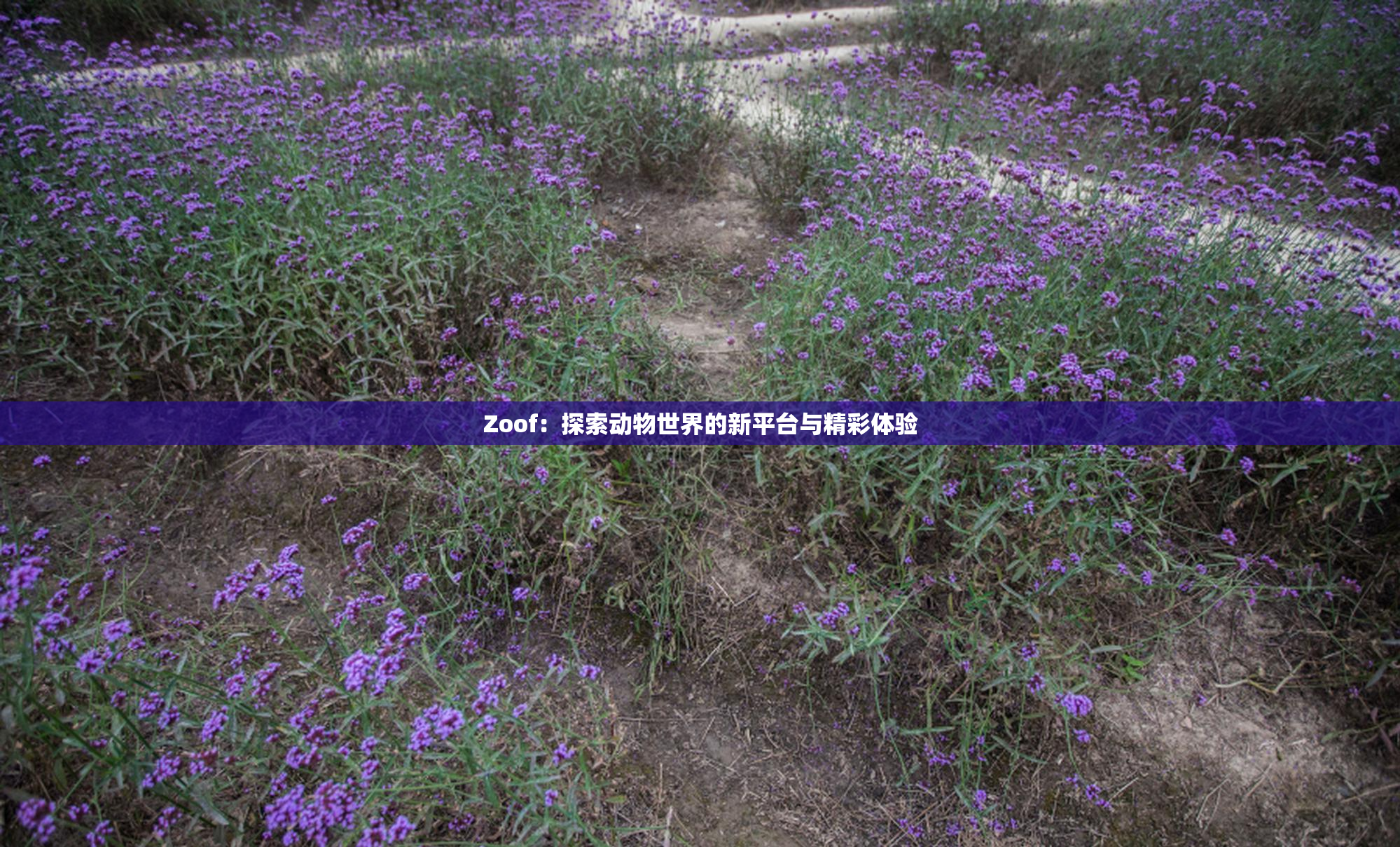 Zoof：探索动物世界的新平台与精彩体验