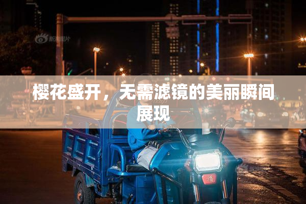 樱花盛开，无需滤镜的美丽瞬间展现