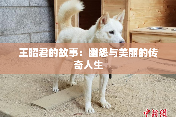 王昭君的故事：幽怨与美丽的传奇人生