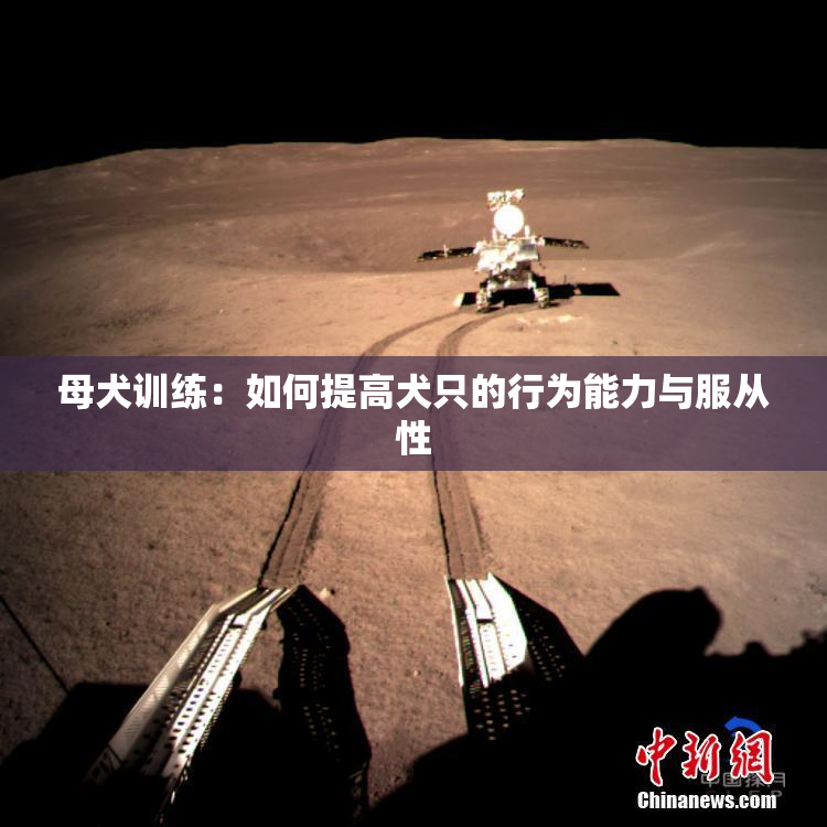 母犬训练：如何提高犬只的行为能力与服从性