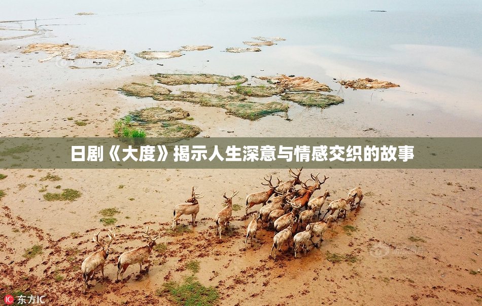 日剧《大度》揭示人生深意与情感交织的故事