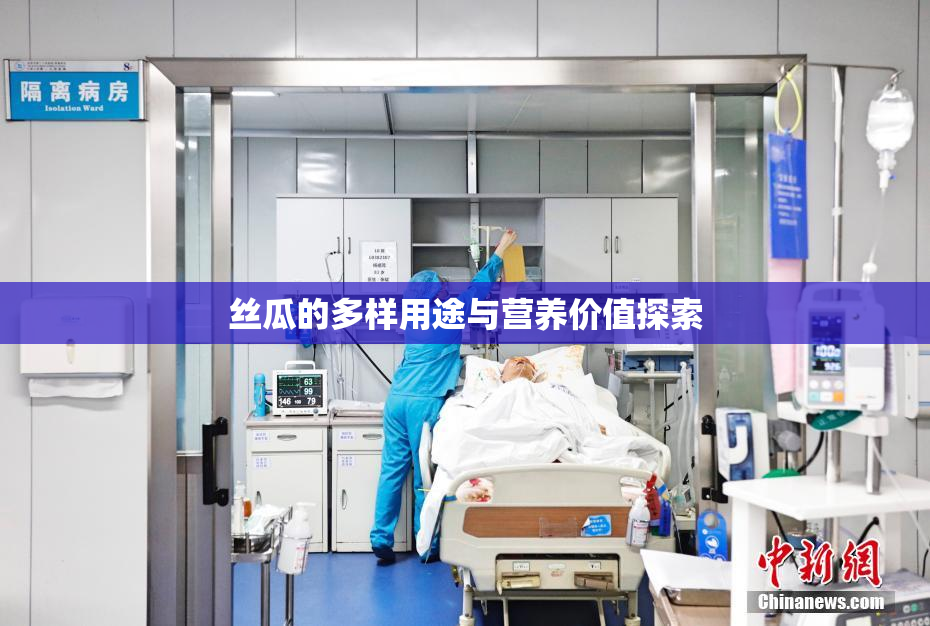丝瓜的多样用途与营养价值探索