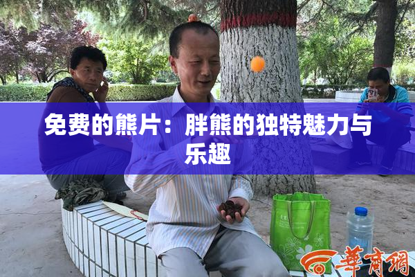免费的熊片：胖熊的独特魅力与乐趣