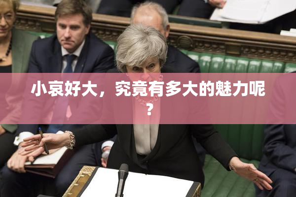 小哀好大，究竟有多大的魅力呢？