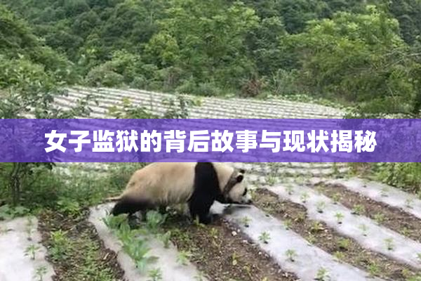 女子监狱的背后故事与现状揭秘
