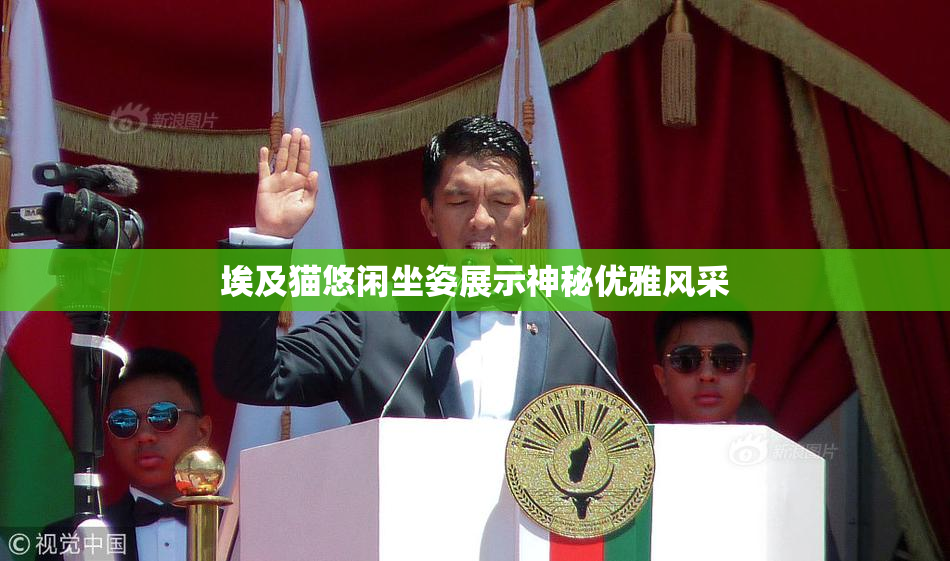 埃及猫悠闲坐姿展示神秘优雅风采