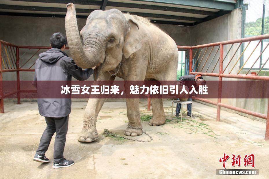 冰雪女王归来，魅力依旧引人入胜