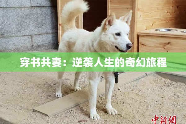 穿书共妻：逆袭人生的奇幻旅程