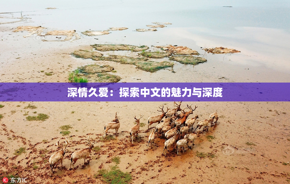 深情久爱：探索中文的魅力与深度