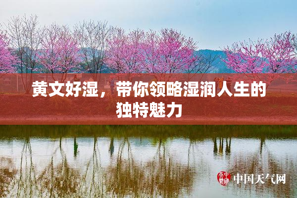 黄文好湿，带你领略湿润人生的独特魅力