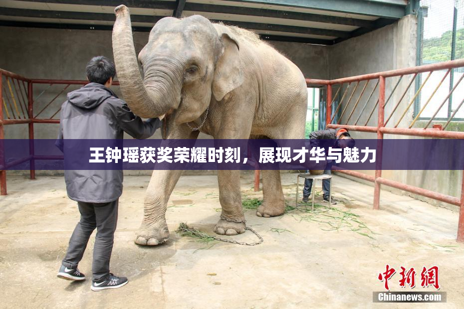 王钟瑶获奖荣耀时刻，展现才华与魅力