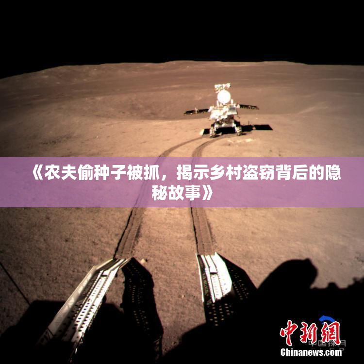 《农夫偷种子被抓，揭示乡村盗窃背后的隐秘故事》